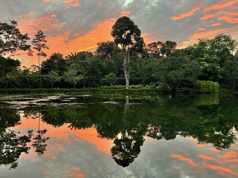 Singapour - Jardin botanique