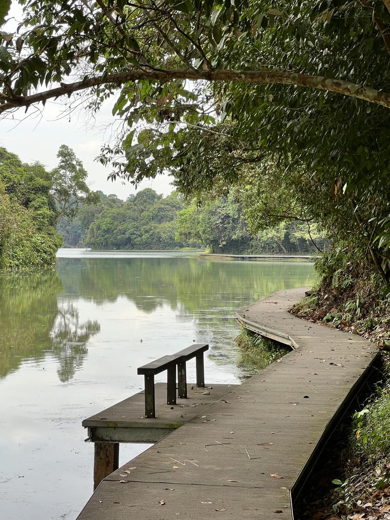 Singapour - MacRitchie Reservoir